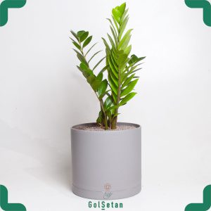 زاموفیلیا در گلدان طوسی مقاوم و همیشه سبز