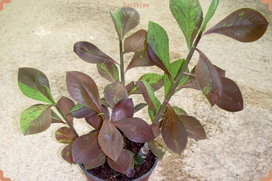 کاشت گیاه فردوس