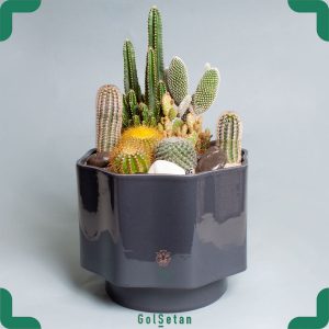 دیش گاردن سرامیکی کاکتوس زیبا و خاص