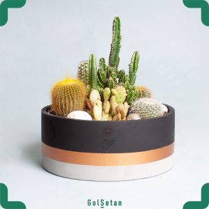 دیش گاردن بتنی کاکتوس زیبا و شیک