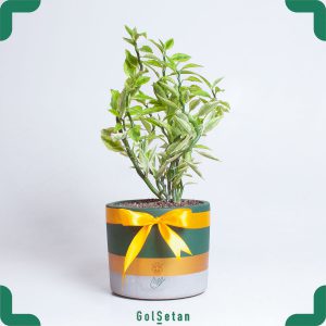 پدیلانتوس در گلدان بتن زیبا