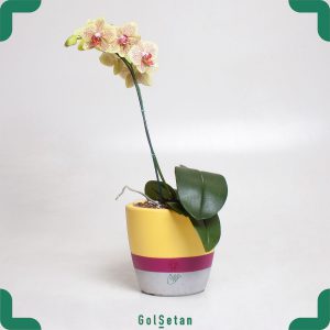 ارکیده زرد و بنفش با گلدان بتنی