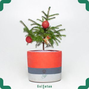 کاج کریسمس در گلدان بتنی قرمز