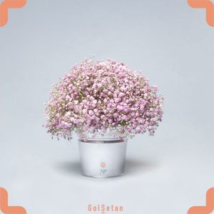 باکس گل عروس هلندی صورتی ظریف و زیبا