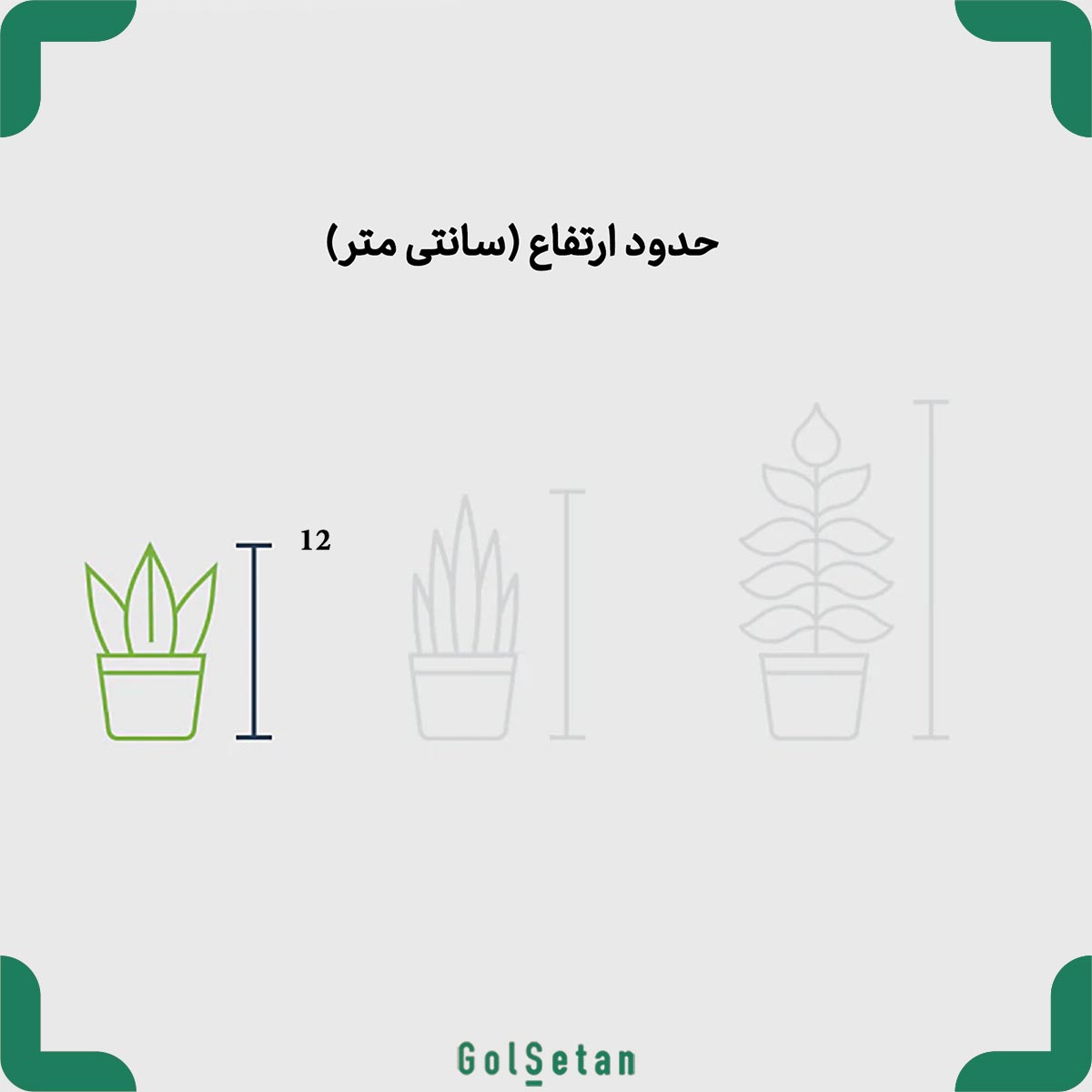 tradescantia-flu…ricolour-calicia-size ابعاد گلدان برگ بیدی و کالیسیا