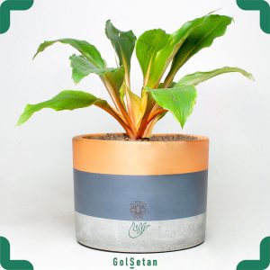 دراسنا فلامینگو بزرگ در گلدان بتن