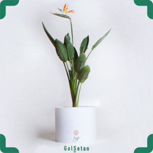 استرلیتزیا در گلدان بتنی سفید