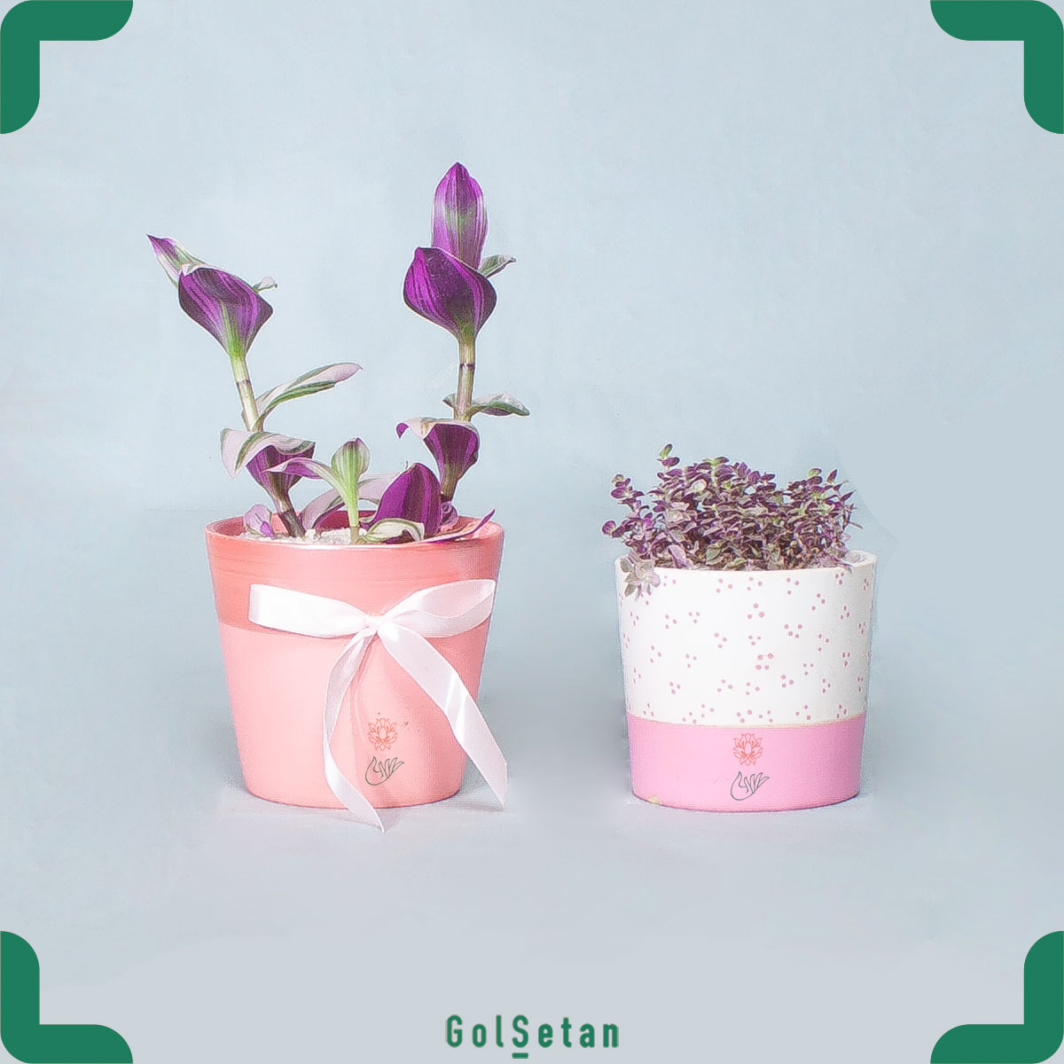 tradescantia-fluminesis-quadricolour-calicia-plant گلدان برگ بیدی و کالیسیا گیاهی