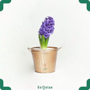 سنبل با گلدان فلزی زیبا و تازه