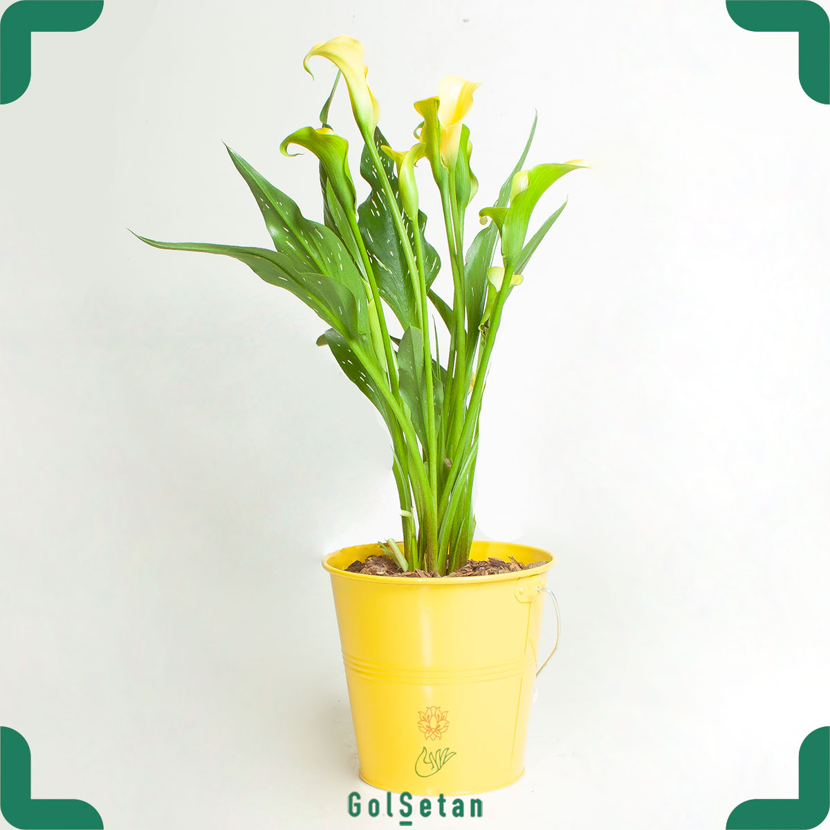 arum-lilies-plant-yellow گل شیپوری زرد با گلدان فلزی