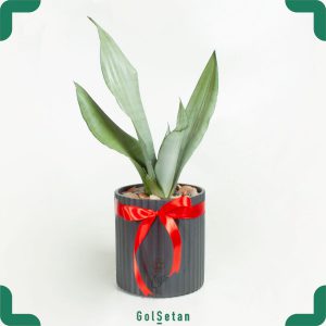 سانسوریا مهتابی در گلدان سرامیکی مقاوم و زیبا