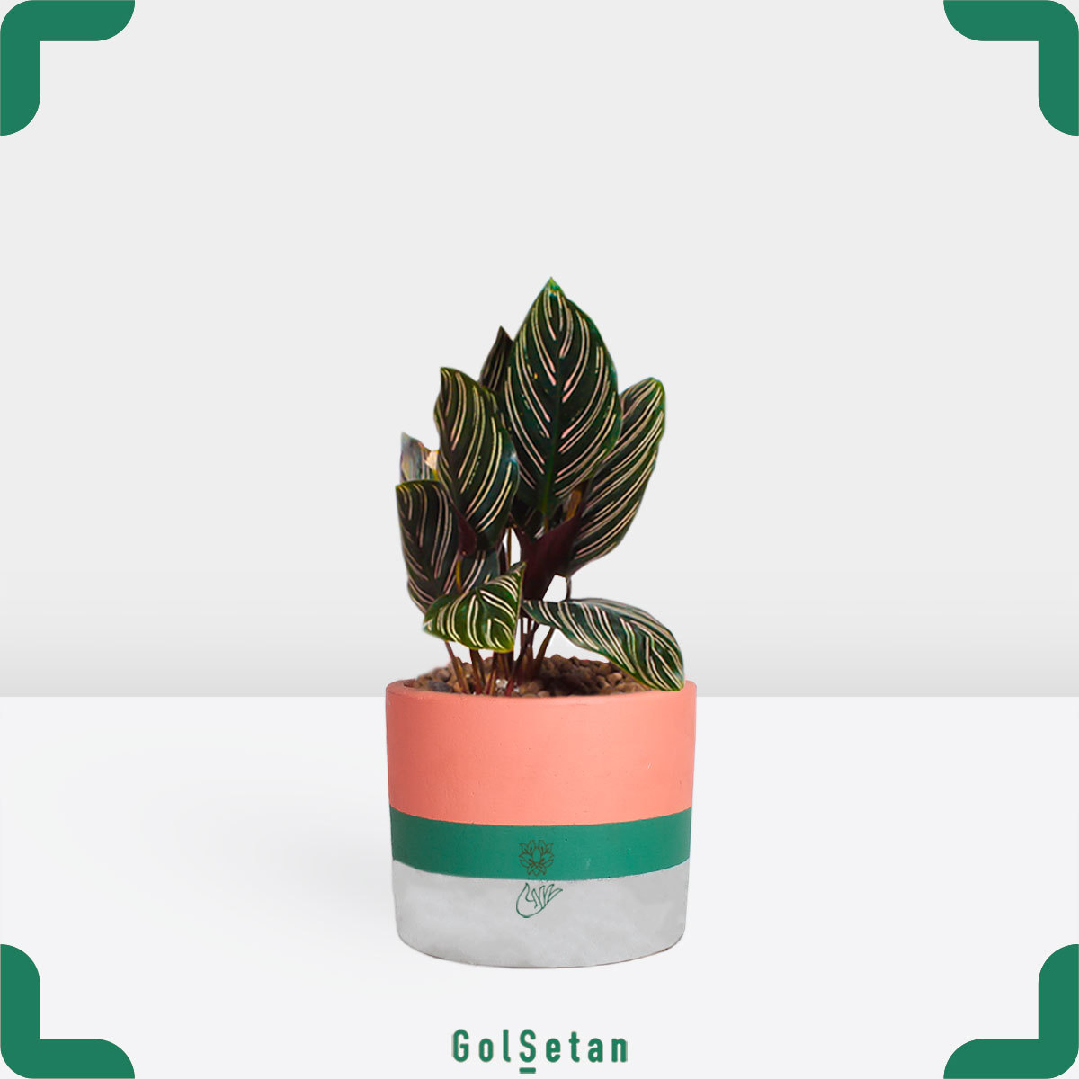 Calathea-indoor-plant گیاه آپارتمانی کاتالیا با گلدان بتنی