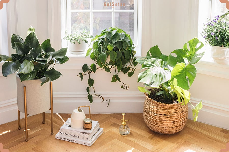 اصلاح شرایط نور برای تقویت گیاهان آپارتمانی