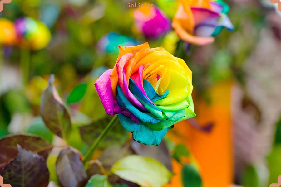 گل رز چند رنگ فوق العاده زیبا