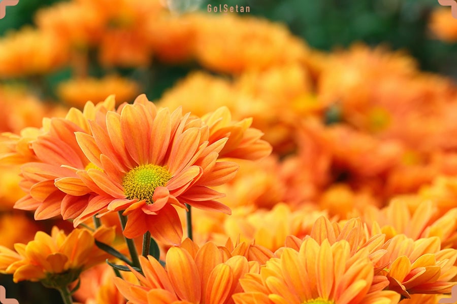 گل های نارنجی زیبا و چشم نواز