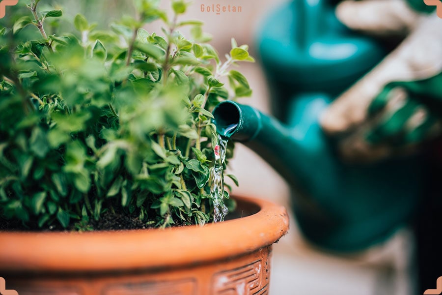 اصلاح عادت‌های غلط آبدهی به گیاهان آپارتمانی