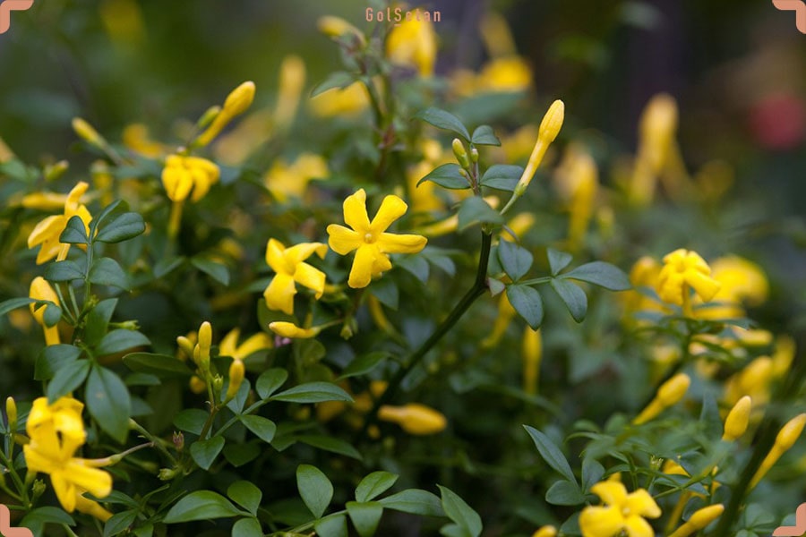 یاسمن زرد، از جمله گیاهان رطوبت دوست که تا 6 متر رشد می‌کند