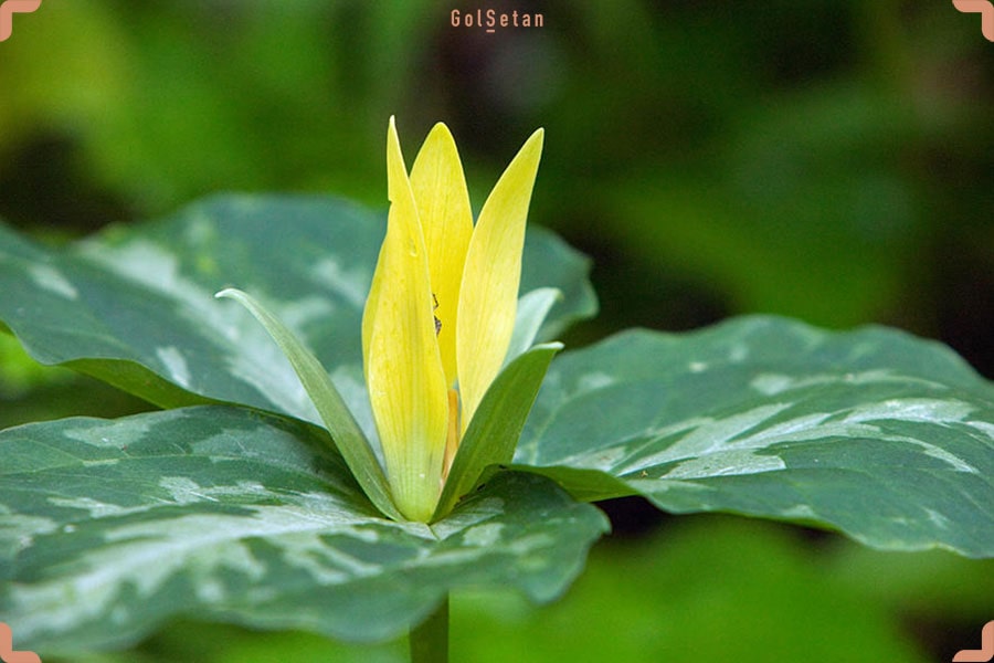 گل تریلیوم زرد از جمله گل های مناسب فصل بهار