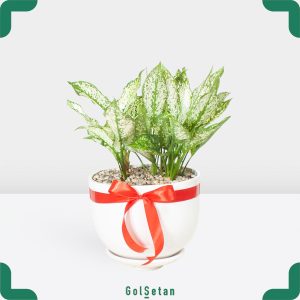 آگلونما در گلدان سرامیکی همیشه سبز