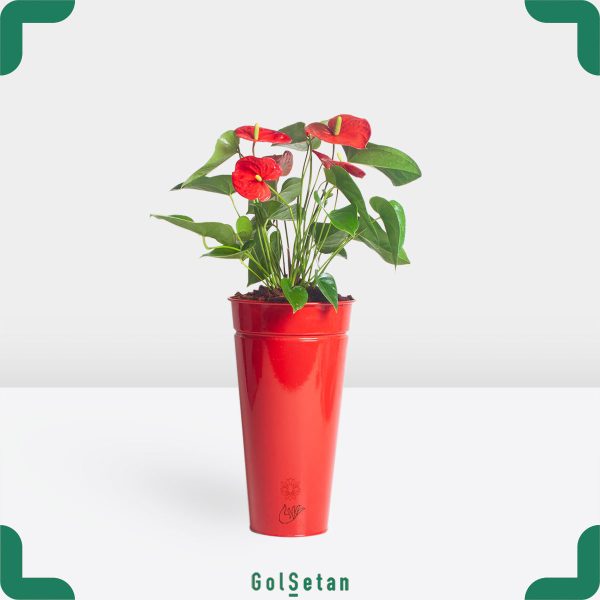 آنتوریوم قرمز در گلدان فلزی زیبا و جذاب