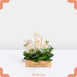 باکس آنتوریوم سفید در جعبه چوبی زیبا و خاص