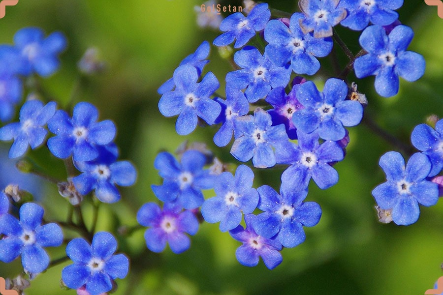 تعبیر دیدن گل های آبی در خواب