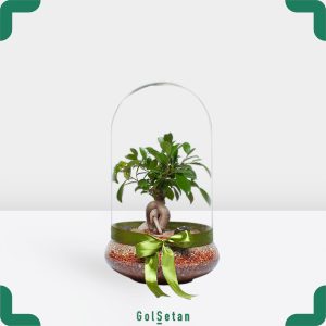 تراریوم بونسای جنسینگ