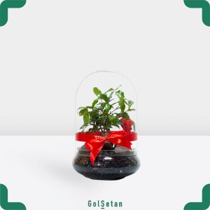 باغ شیشه ای بونسای زیبا و شیک