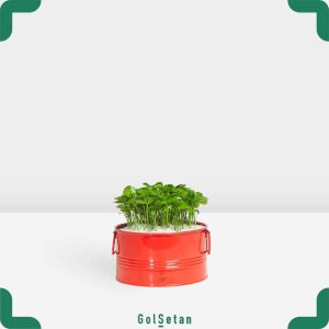 سبزه نارنج در گلدان قزمر