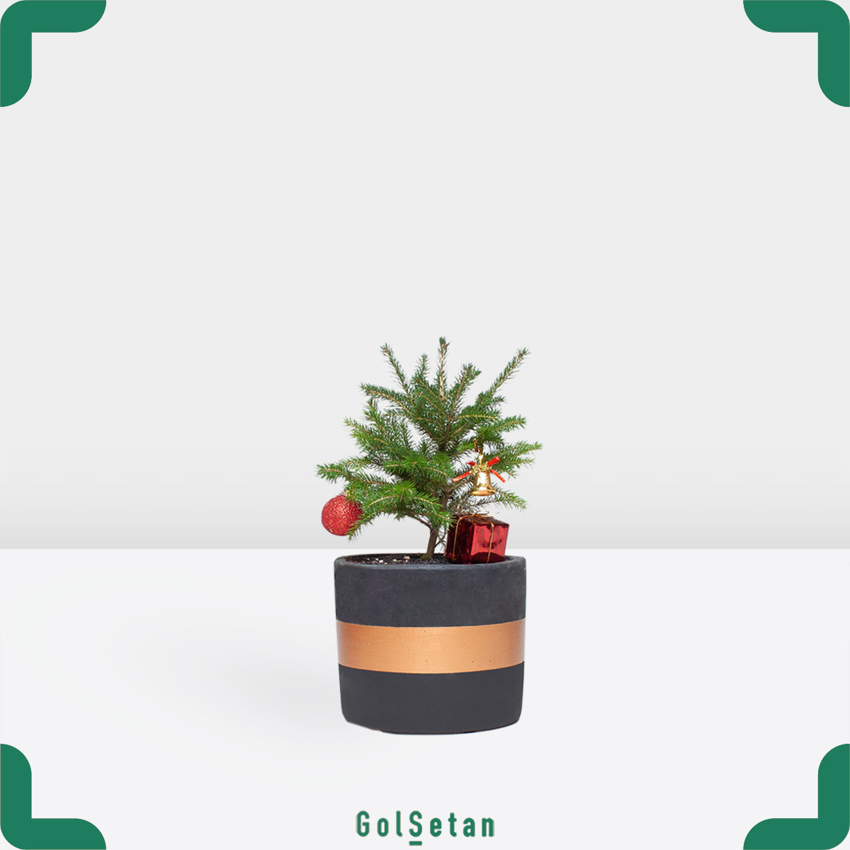 christmas-pine-black-concrete-pot کاج کریسمس در گلدان مشکی