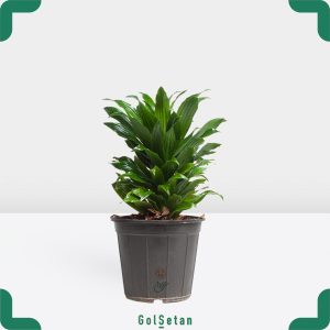 دراسنا کامپکت بزرگ گیاهی مقاوم