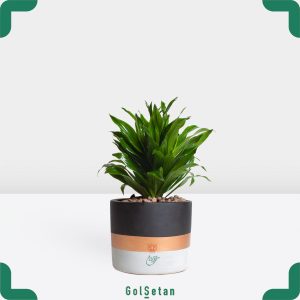 گیاه آپارتمانی دراسنا کامپکت