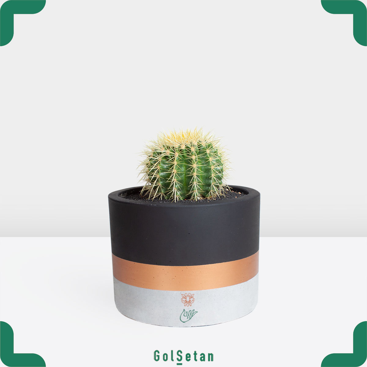 echinocactus-concrete-pot-plant کاکتوس اچینو در گلدان بتنی زیبا و دوست داشتنی