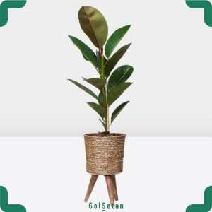 فیکوس الاستیکا با گلدان حصیری