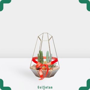 تراریوم نیمه باز کاکتوس اورست