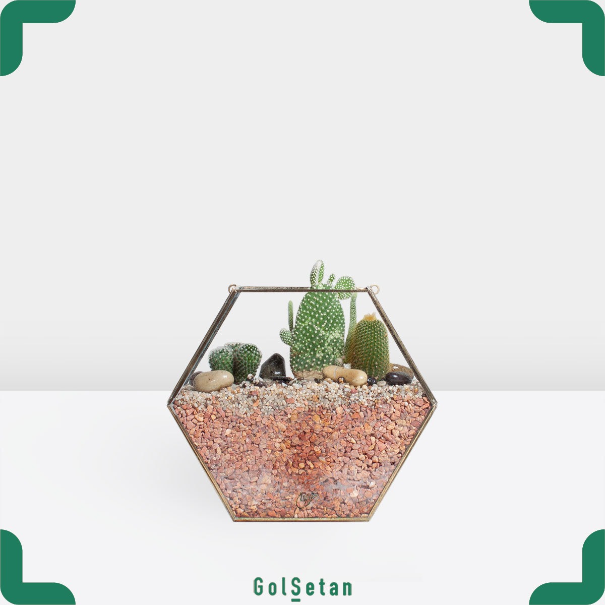 hanging-terrarium تراریوم کاکتوس مشبک