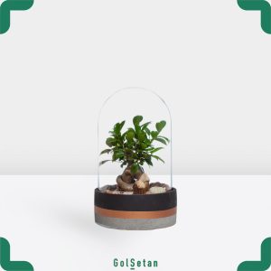 تراریوم بونسای جنسینگ گلدان بتنی