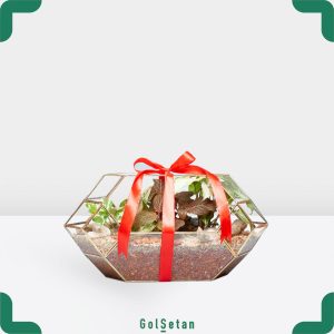 تراریوم پتوس و سینگونیوم