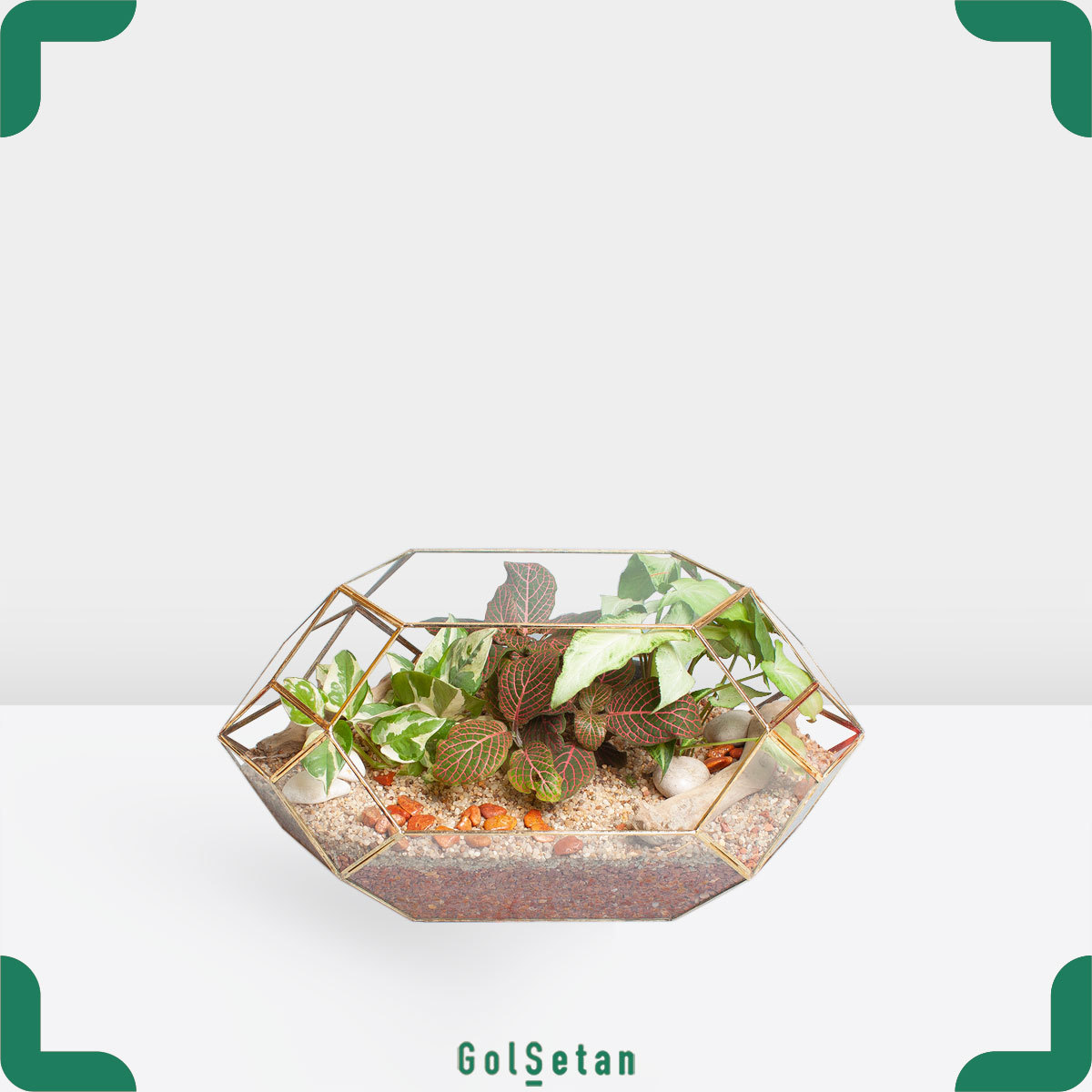 open-terrarium-singunium تراریوم پتوس و سینگونیوم نیمه باز