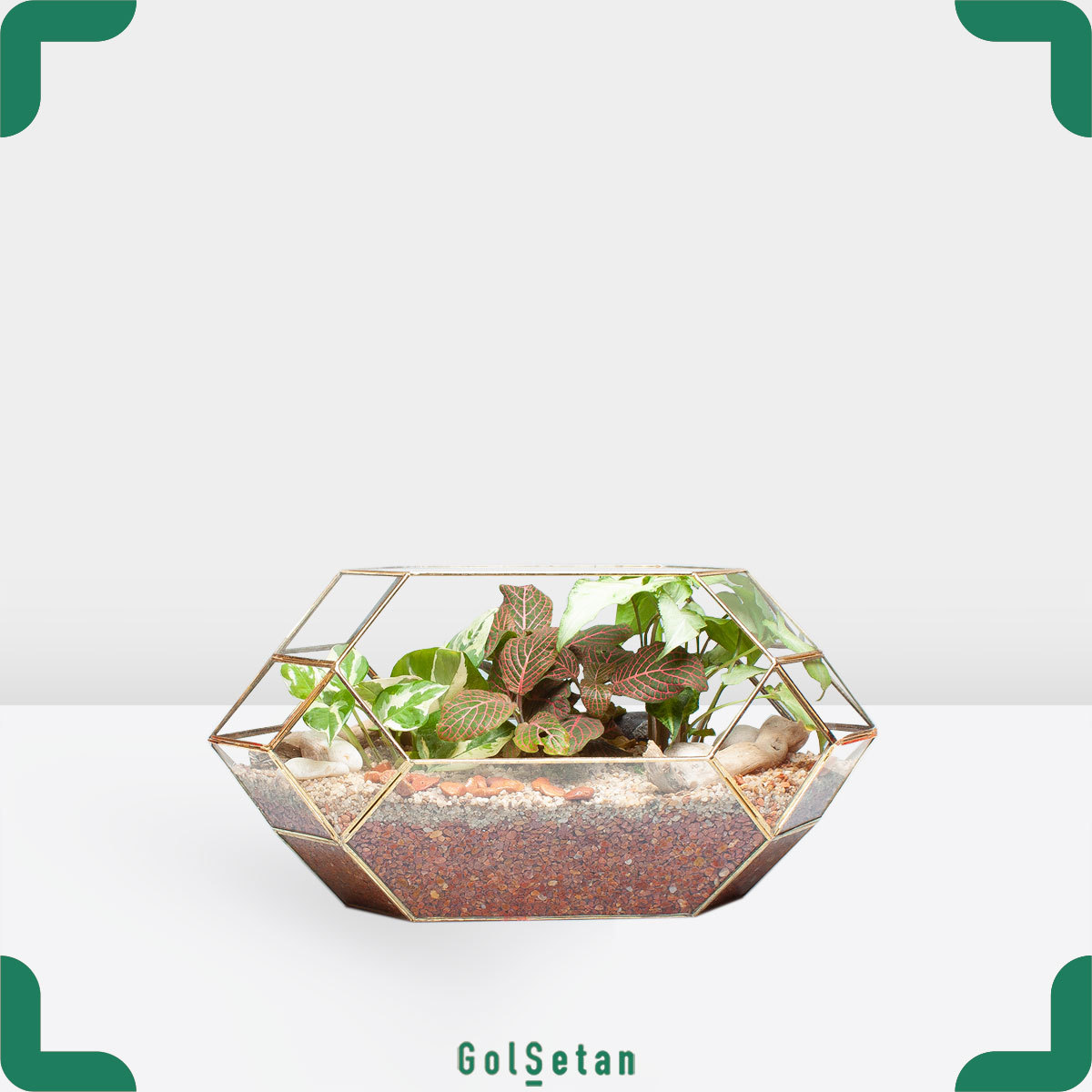 open-terrarium تراریوم پتوس و سینگونیوم