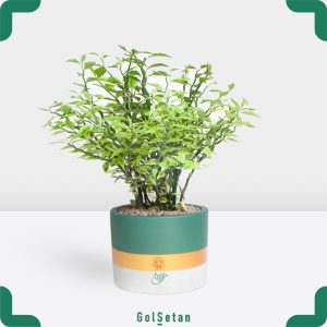 پدیلانتوس در گلدان بتنی بزرگ