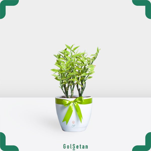 گیاه پدیلانتوس با گلدان پلاستیکی زیبا و جذاب