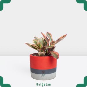 قاشقی لب ماتیکی در گلدان بتنی زیبا و مقاوم