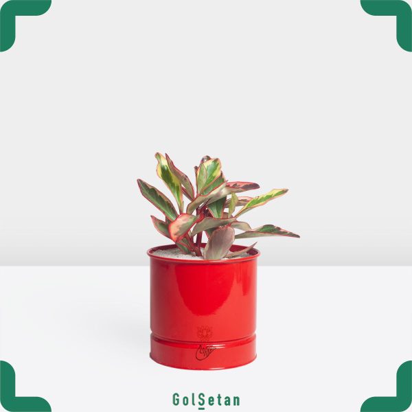 قاشقی لب ماتیکی زیبا و مقاوم