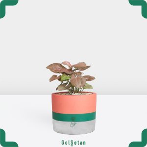 سینگونیوم صورتی در گلدان بتنی