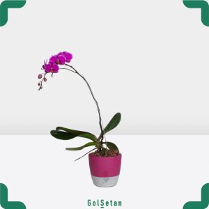 گل ارکیده بنفش با گلدان زیبا و لاکچری