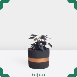 Sweet Potato سیاه