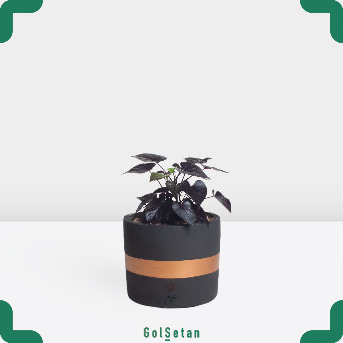 sweet-potato-plant Sweet Potato سیاه