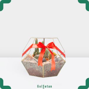 تراریوم کاکتوس بزرگ