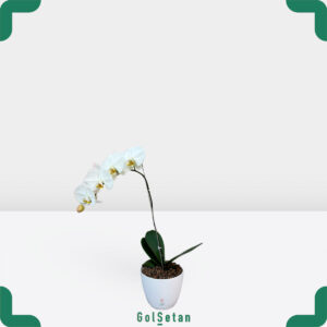 ارکیده فالانوپسیس سفید زرد